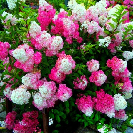 hortensja bukietowa fraise melba