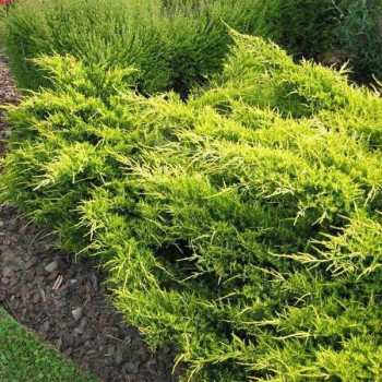 Jałowiec pośredni "Old Gold"