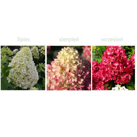 Hortensja bukietowa Fraise Melba