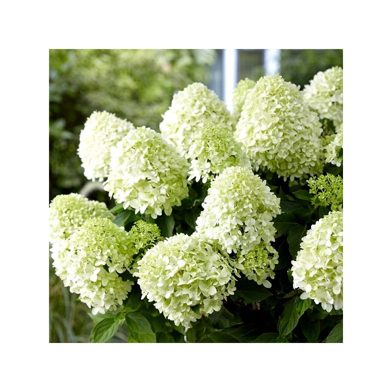 Hortensja bukietowa Skyfall