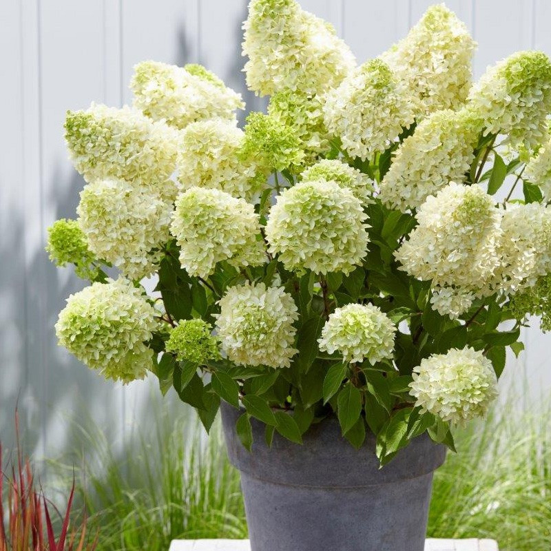 Hortensja bukietowa Skyfall