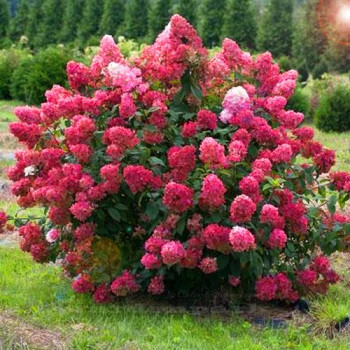 Hortensja bukietowa Mega Mindy