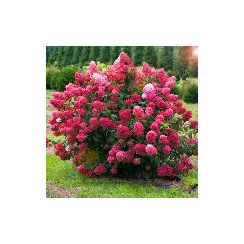 Hortensja bukietowa Mega Mindy