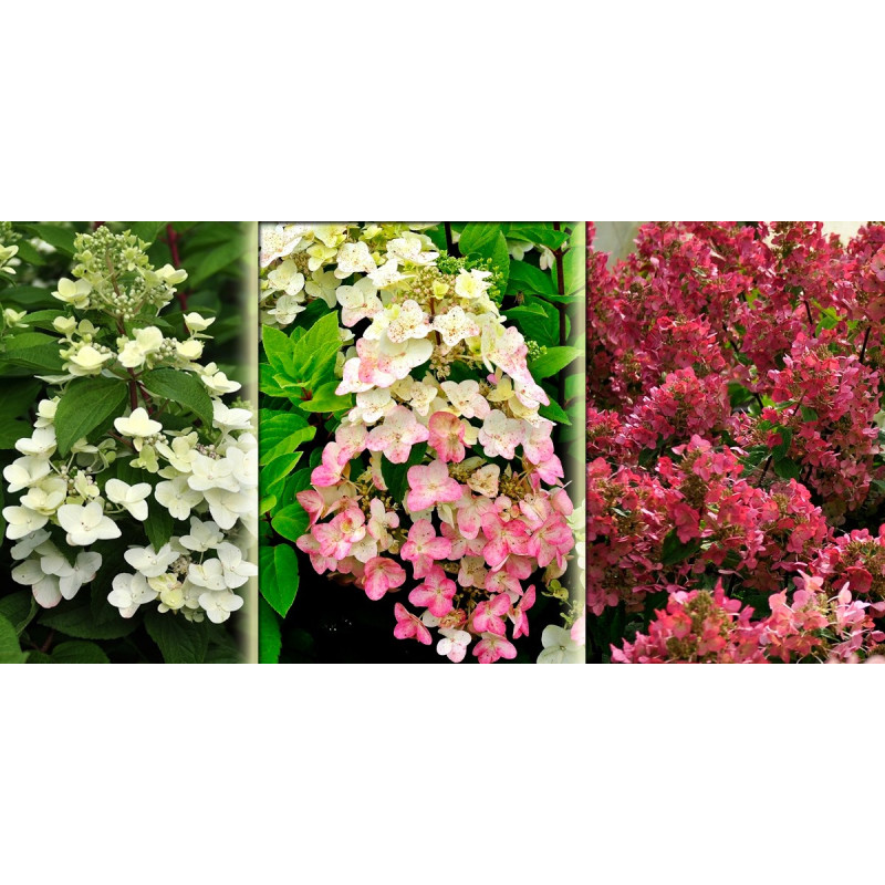 Hortensja bukietowa czerwona