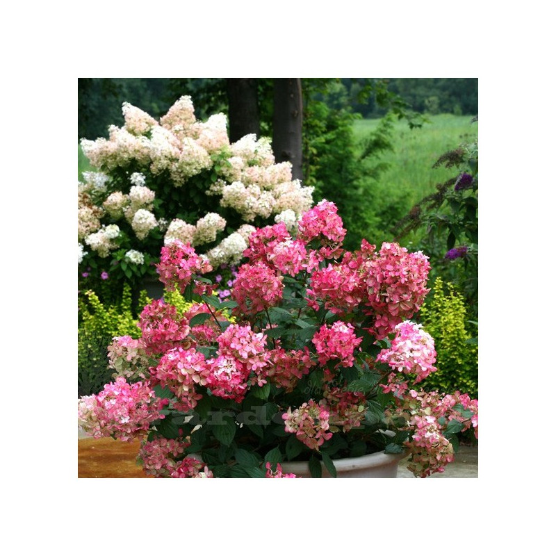 Hortensja bukietowa czerwona