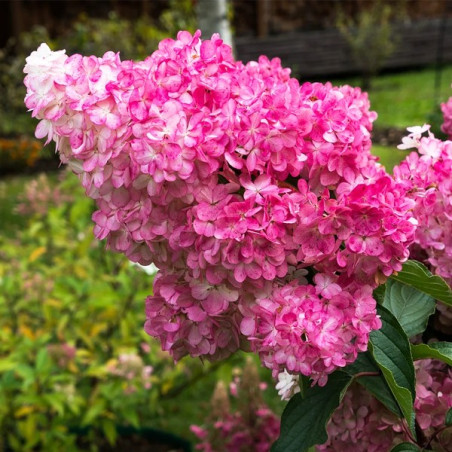 Hortensja bukietowa Mega Mindy