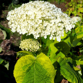 hortensja krzewiasta golden annabelle cena
