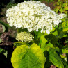 hortensja krzewiasta golden annabelle cena