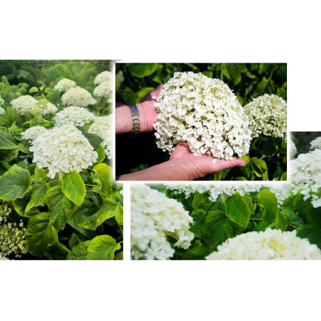 hortensja krzewiasta golden annabelle cena