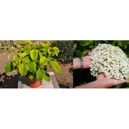 hortensja krzewiasta golden annabelle cena