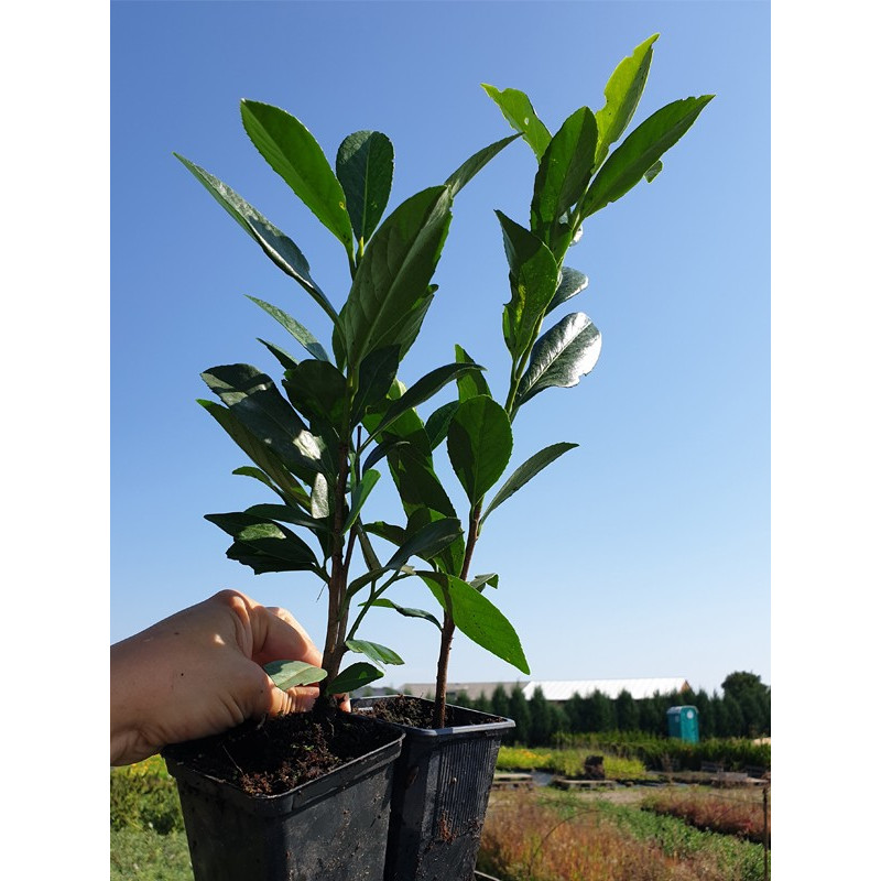 Laurowiśnia żywopłot