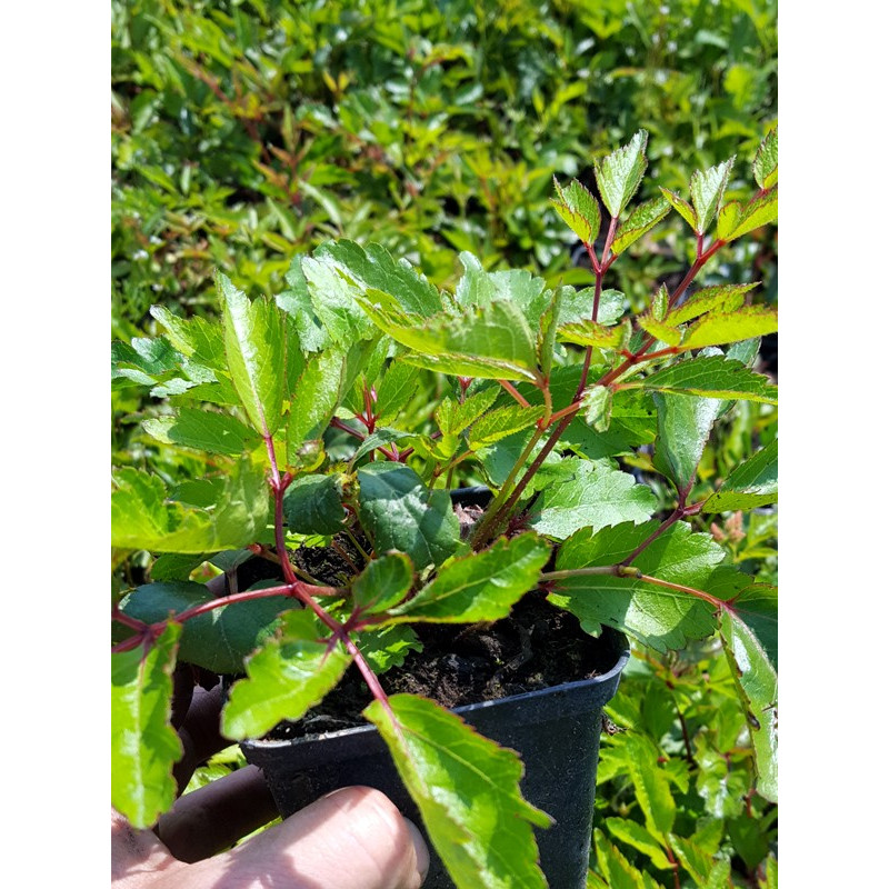 Tawułka biała cena