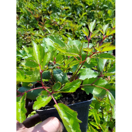 Tawułka biała cena