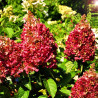 Hortensja bukietowa czerwona