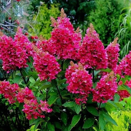 Hortensja Wim's Red sklep