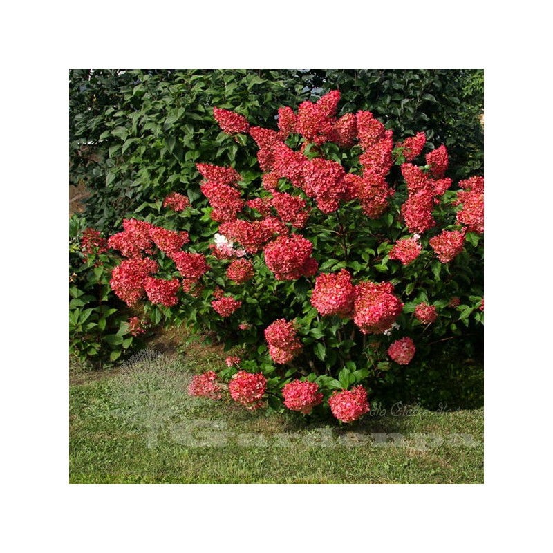 Hortensja czerwona