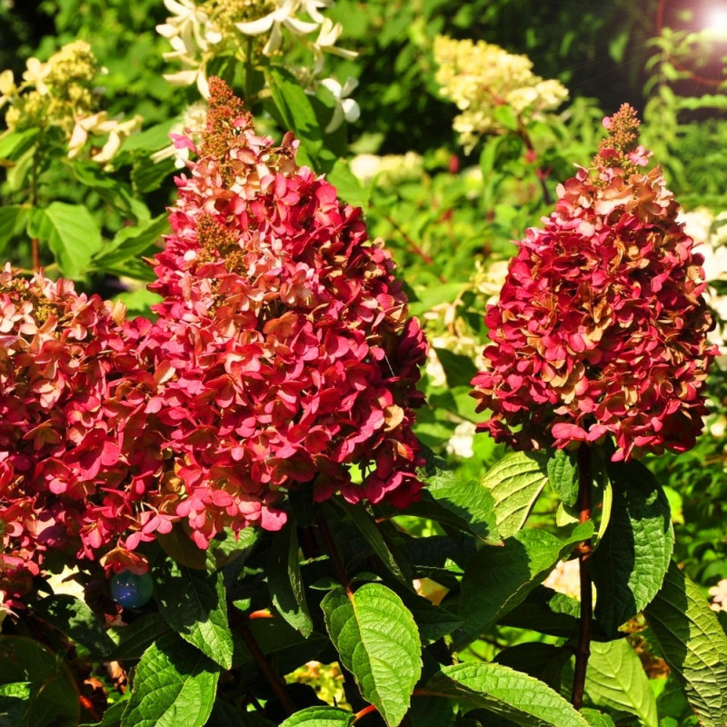 Hortensja bukietowa Wim's Red
