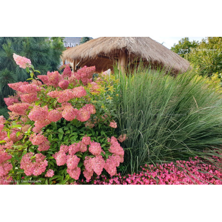 Hortensja bukietowa Wim's Red