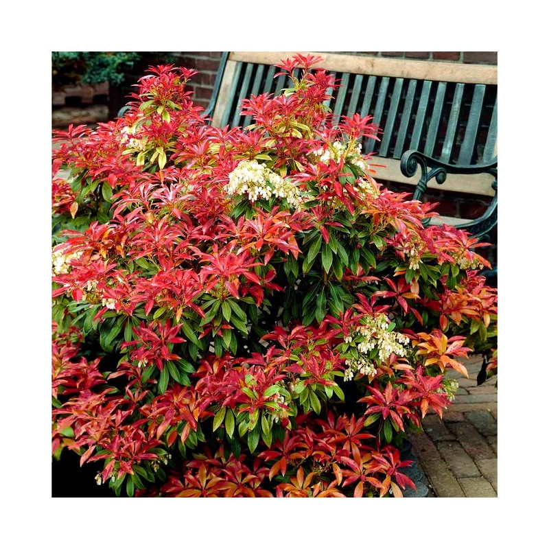 Pieris japoński Mountain Fire sklep