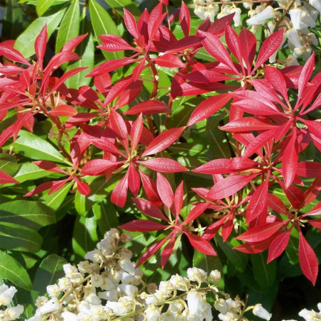 Pieris japoński Mountain Fire