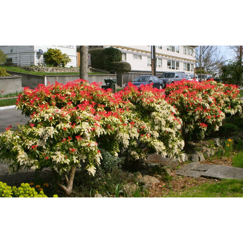 Pieris japoński Mountain Fire cena