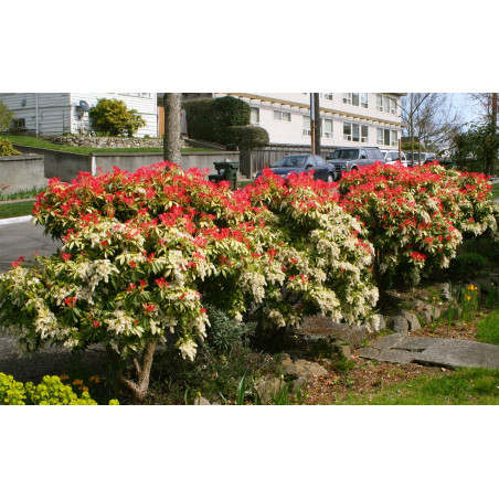 Pieris japoński Mountain Fire cena