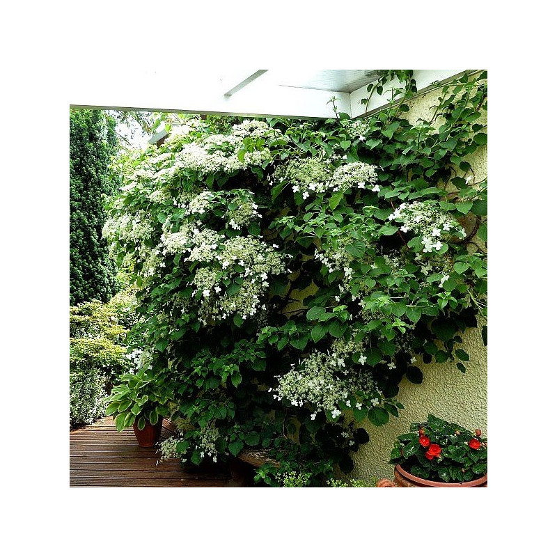 Hortensja pnąca sklep