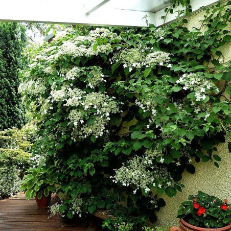 Hortensja pnąca sklep