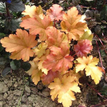 Żurawka "Amber Wave"