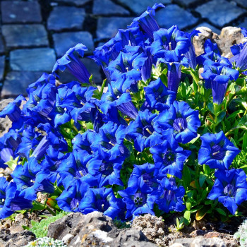 Goryczka siedmiodzielna cena