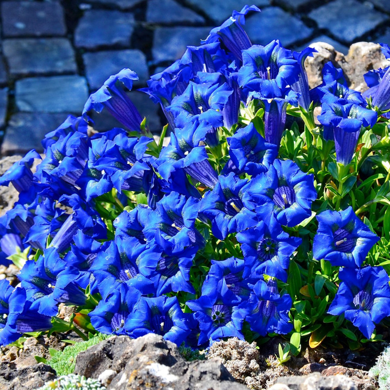 Goryczka siedmiodzielna cena