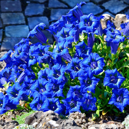 Goryczka siedmiodzielna cena