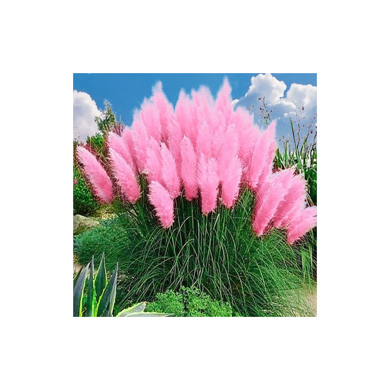 Trawa pampasowa rosea