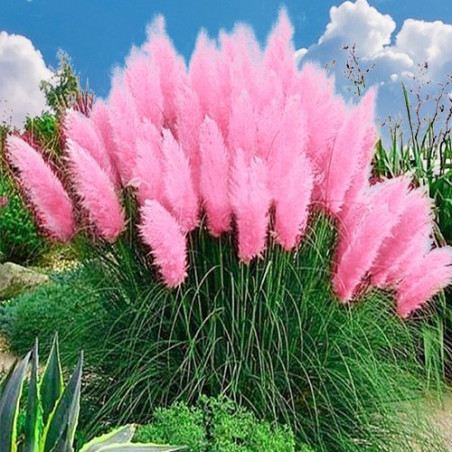 Trawa pampasowa rosea