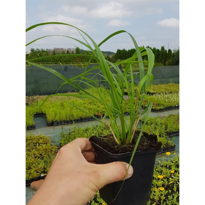 Trawa pampasowa sadzonka