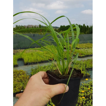 Trawa pampasowa sadzonka