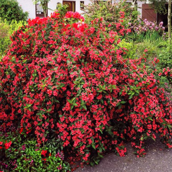 Krzewuszka cudowna Red prince sklep