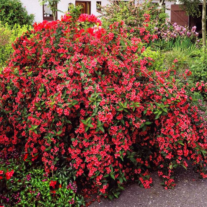 Krzewuszka cudowna Red prince sklep