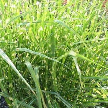 Miskant Chiński "Giraffe"