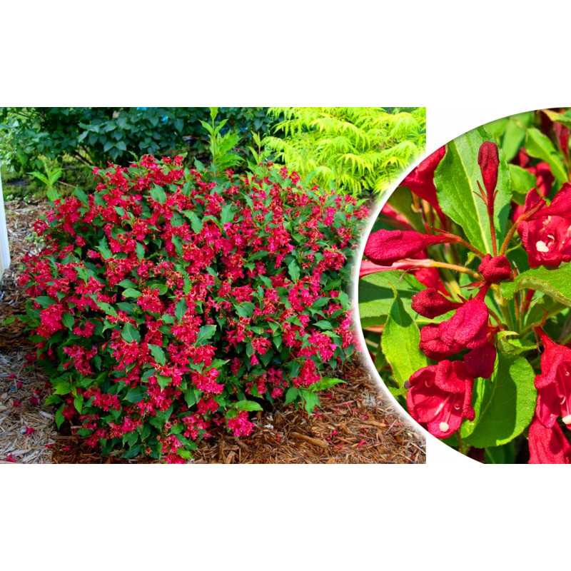 Krzewuszka cudowna Red prince weigela
