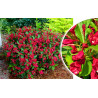 Krzewuszka cudowna Red prince weigela
