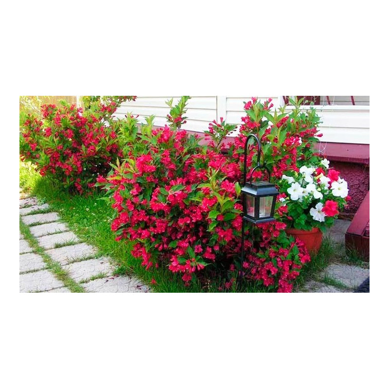 Krzewuszka cudowna Red prince sadzonka