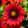 Gailardia czerwona