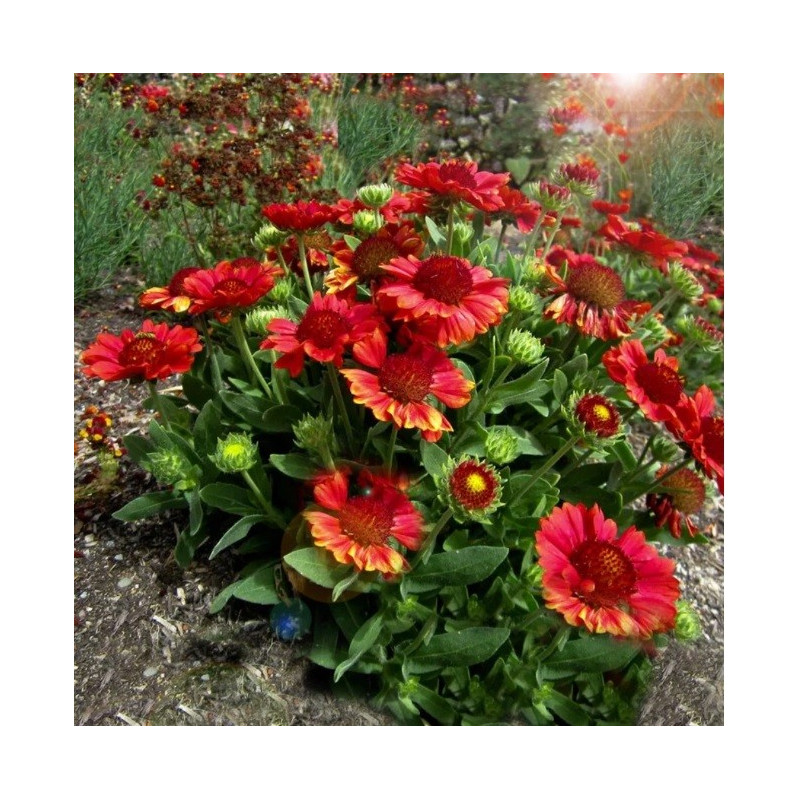 Gailardia oścista Mesa Red
