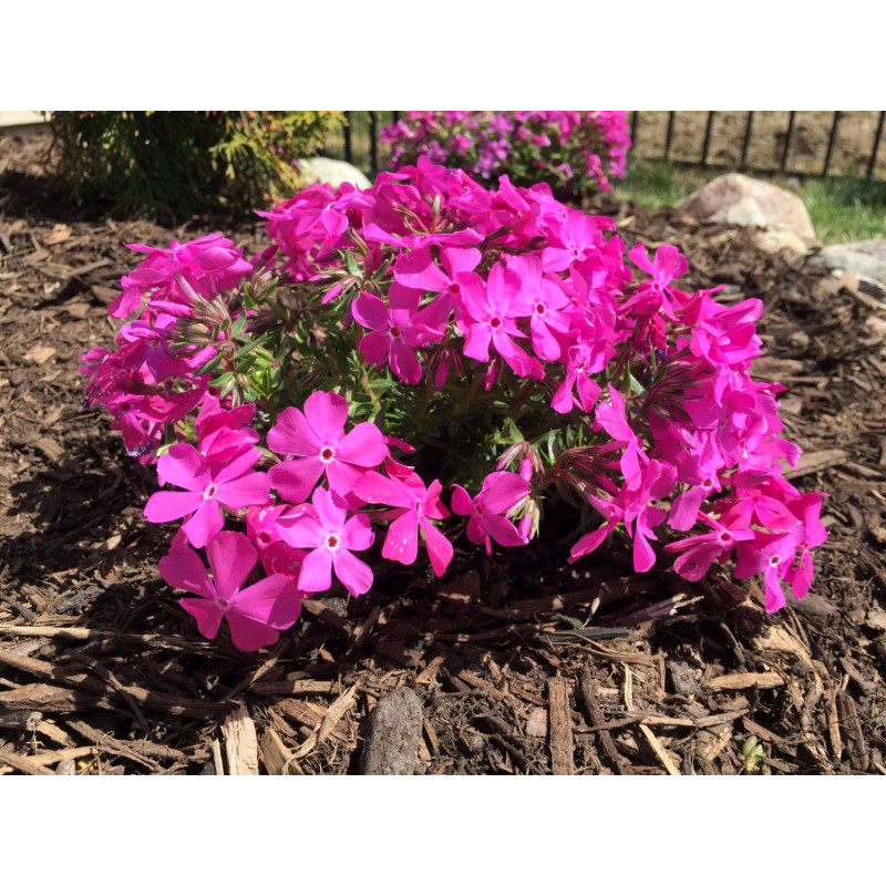 Floks Mcdaniel's Cushion