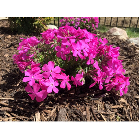 Floks Mcdaniel's Cushion