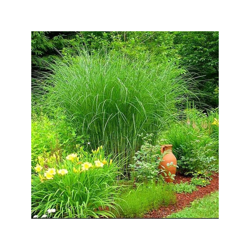 Miskant chiński Gracillimus sklep