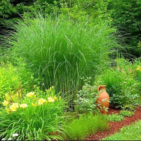 Miskant chiński Gracillimus sklep