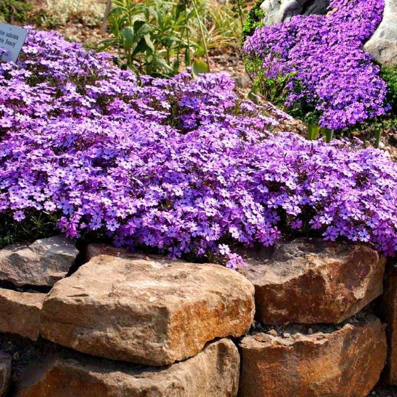 Floks szydlasty Purple Beauty