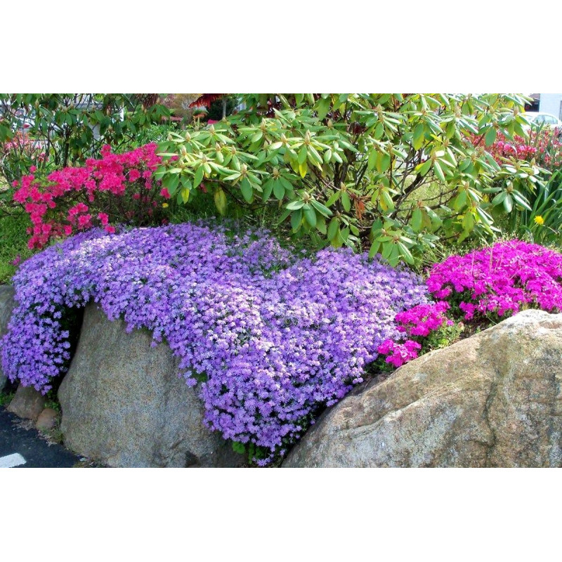 Floks szydlasty sadzonka